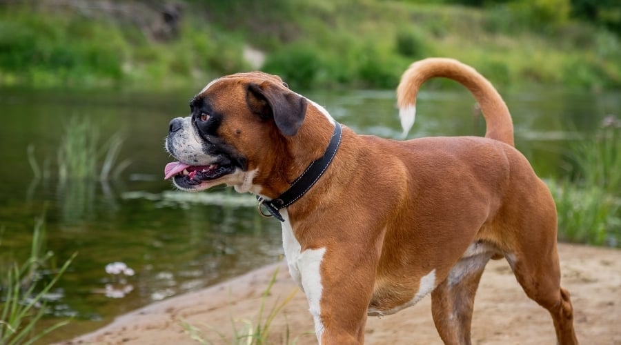 Brown and White Dog by a Pond
