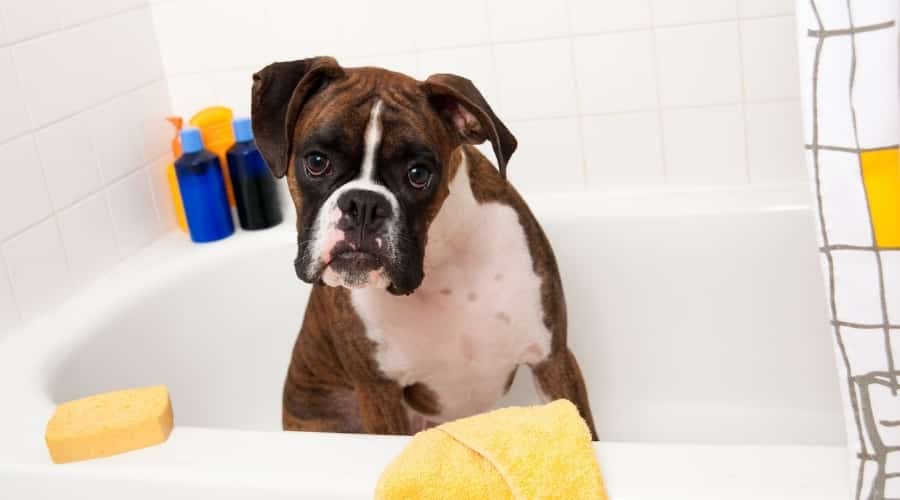 Brown and White Dog in a Bathtub