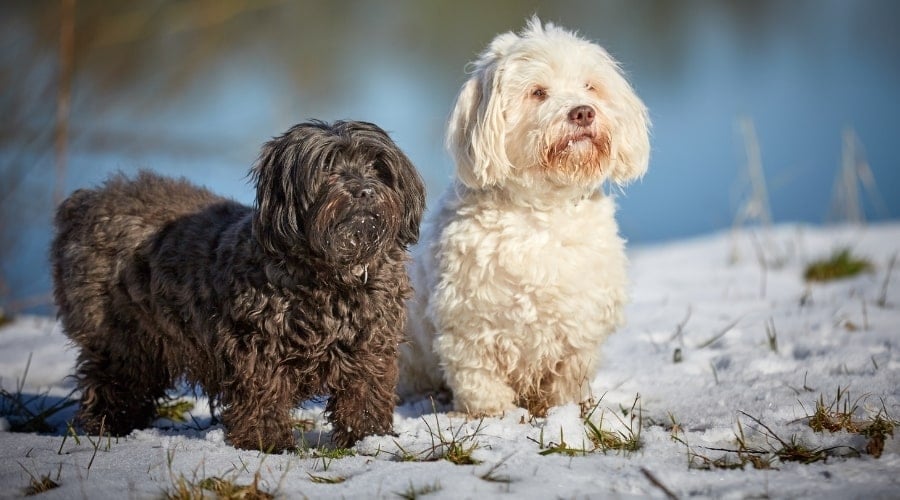 Brown and White Dogs Outdoors