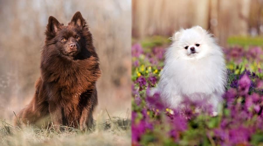 Brown and White Dogs Sitting Outdoors