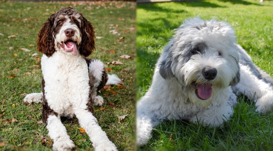 Two Different Dogs Laying in Grass