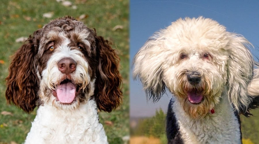 Two Fluffy Dog Faces