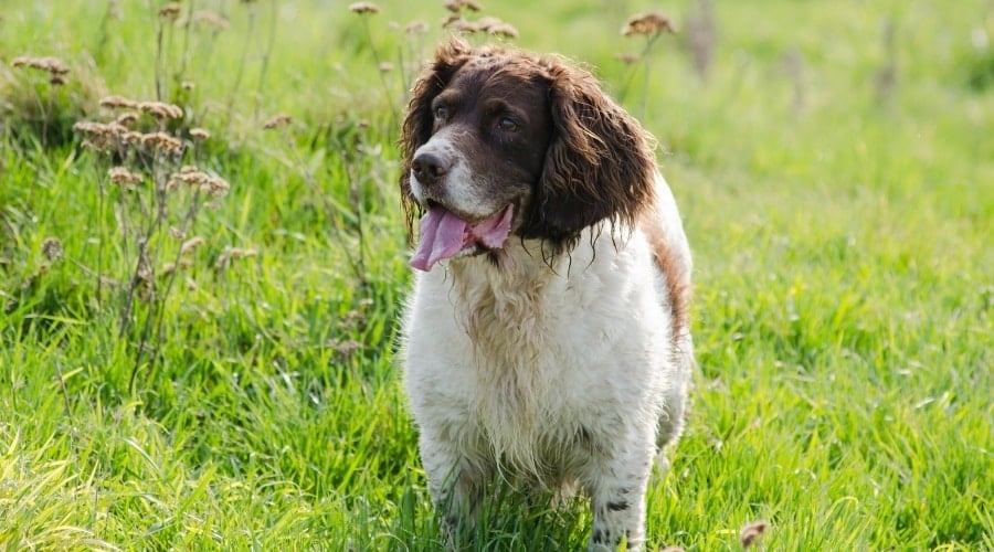 Brown and White Long Haired Dog in Field