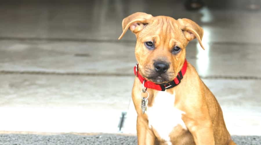 Brown and White Mixed Breed Puppy Wearing a Red Collar
