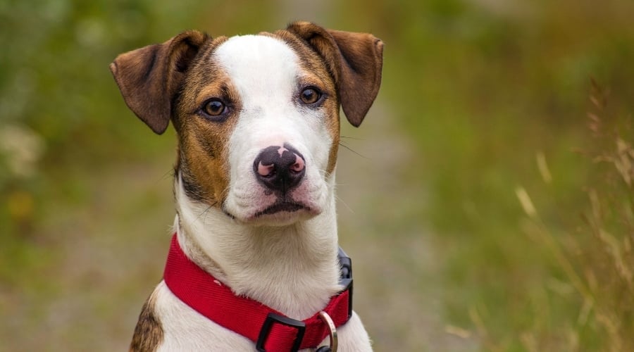 Brown and White Mixed Dog