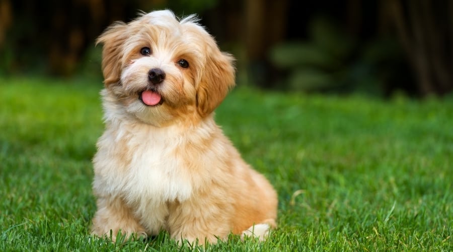 Brown and White Puppy Dog