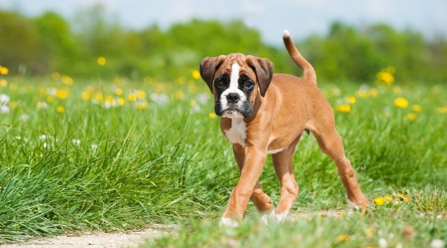 Brown and White Puppy Walking in a Meadow