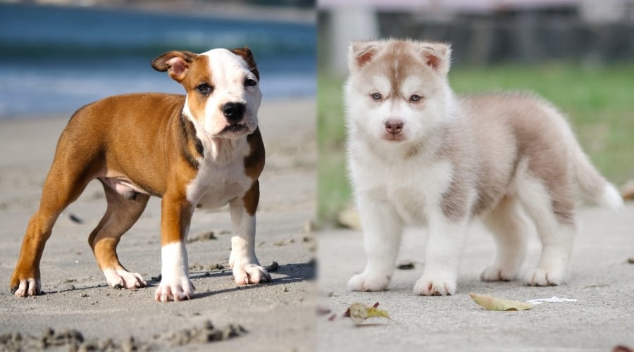 Brown and White Puppy and Fluffy Gray Puppy