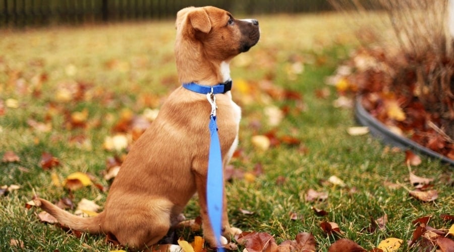Brown and White Puppy on a Blue Leash