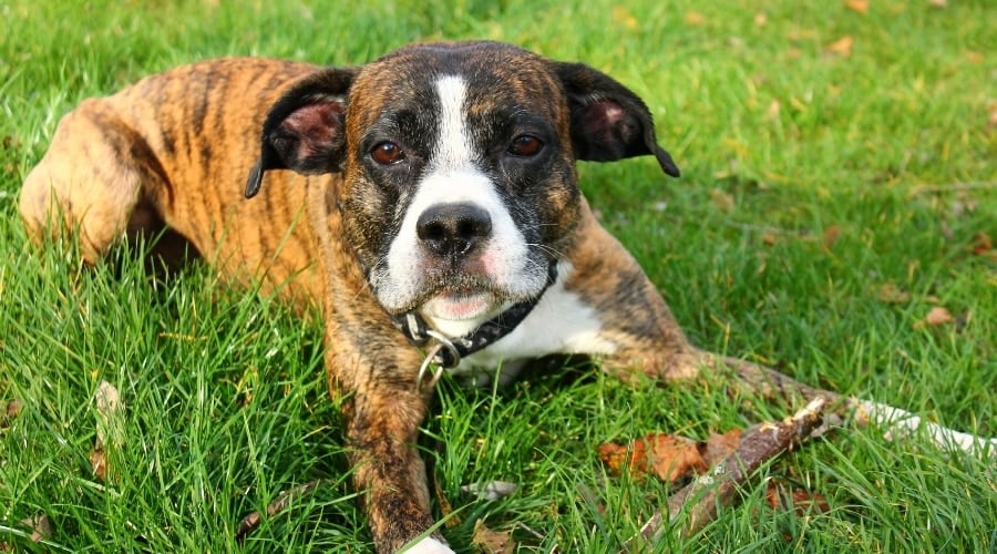 Brown and White Spotted Dog Laying in the Grass
