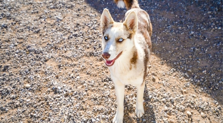 Brown and White Spotted Dog with Blue Eyes