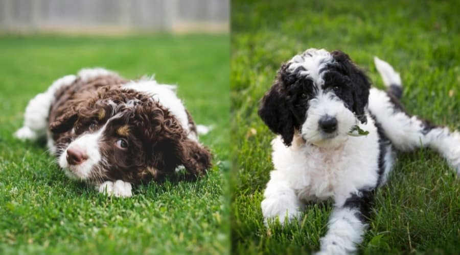Two Fluffy Puppies in Grass