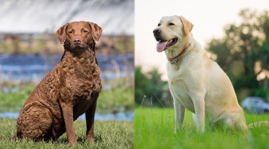 Brown and Yellow Dog Sitting Outdoors