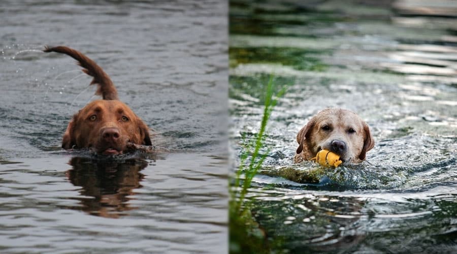 Brown and Yellow Dog Swimming