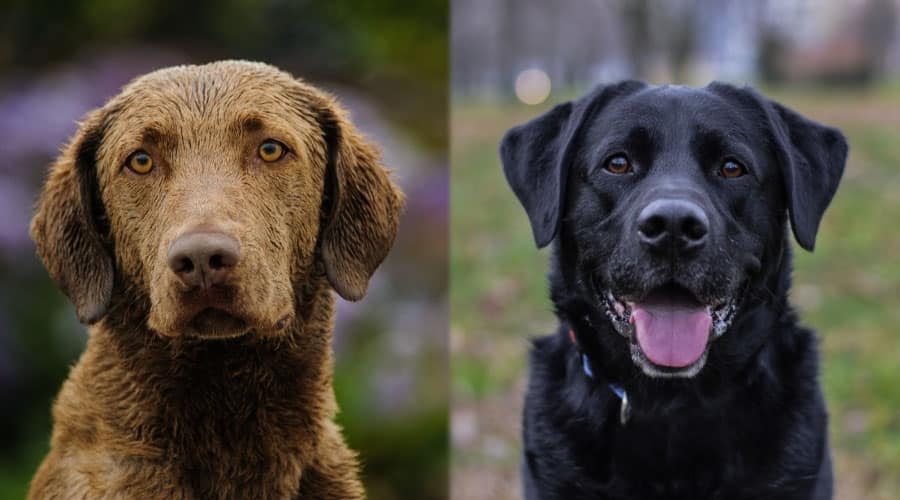 Brown and black Dog Looking into Camera