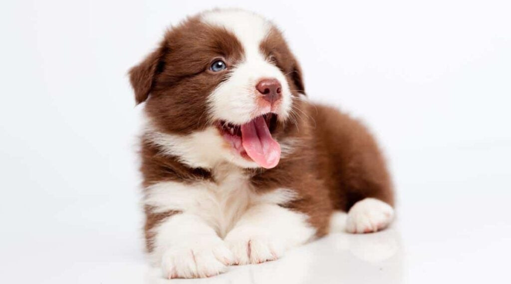 Small black tricolor border collie puppy laying on breeder's hands in the garden