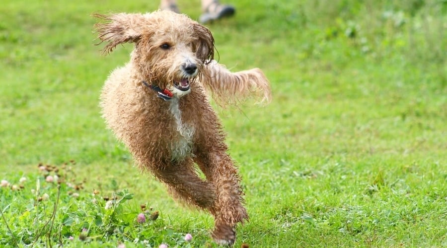 Brown bordoodle running around
