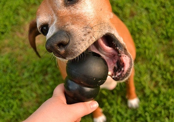 Brown dog biting Black Kong Extreme Rubber Chew Toy