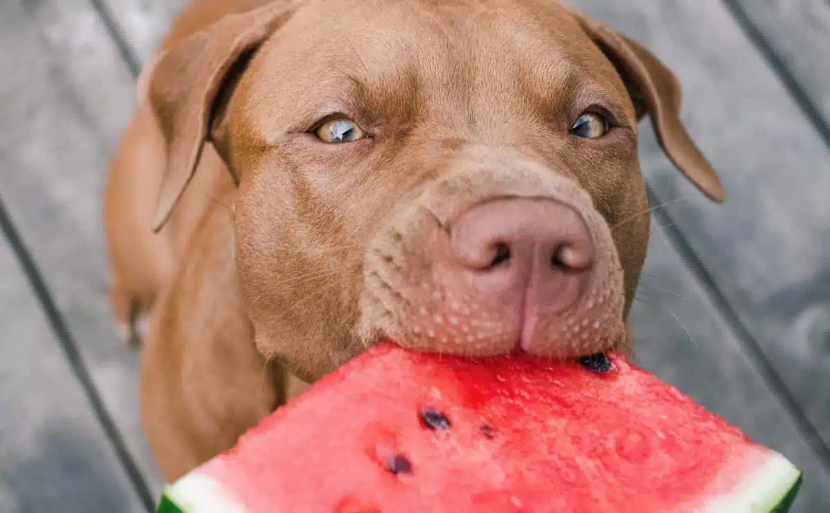 Brown dog biting out a slice of watermelon