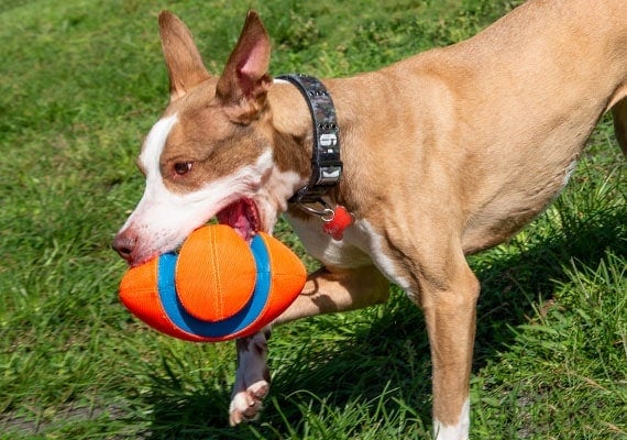 Brown dog carrying Chuckit! Fumble Fetch football toy