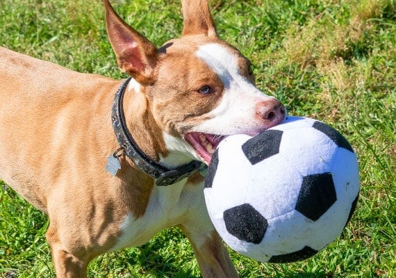 Brown dog carrying around plush soccer ball in mouth