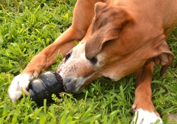 Brown dog chewing on Kong Extreme Black Rubber toy trying to get treats out