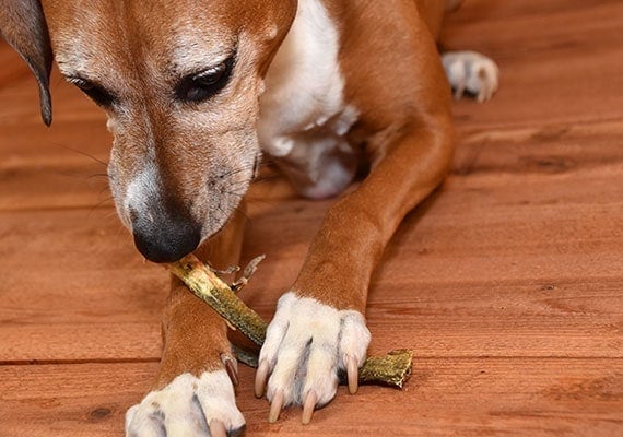 Brown dog chewing on fish skin dog treat