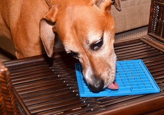 Brown dog licking blue lickimat with square pattern