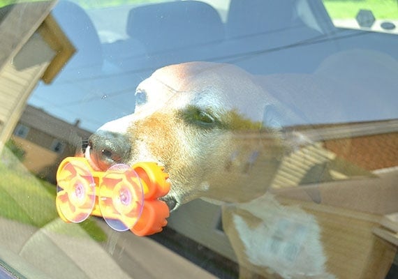 Brown dog licking lick mat attached to the glass window of car door