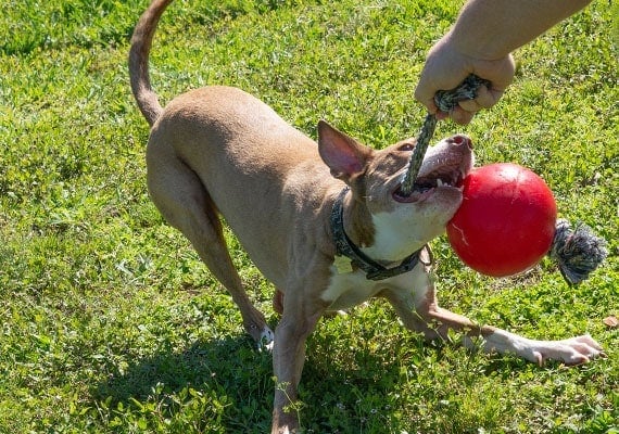 Brown Dog playing with Large Romp N Rollrope and ball rope toy in park