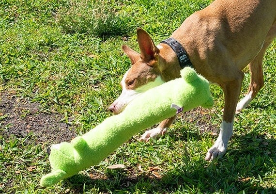 Brown Dog playing with long green Loofa Dog Toy by Multipet in park