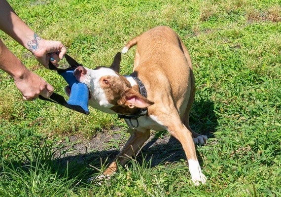 Brown dog playing with two handled fire hose dog tug toy