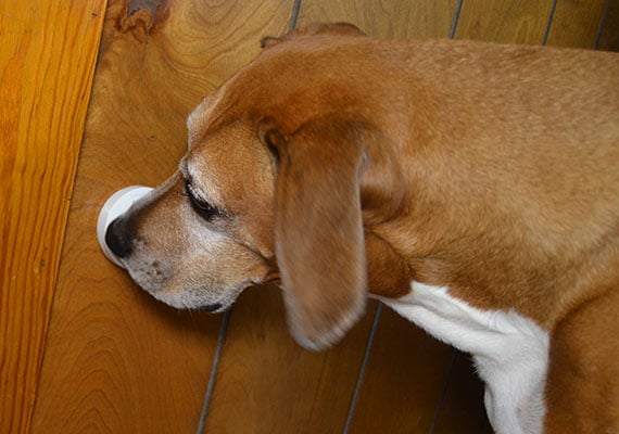 Brown dog pressing Mighty Paw Smart Bell with his nose to be let outside