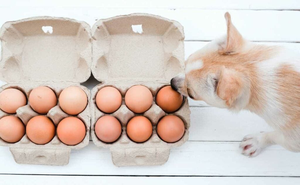 Brown dog sniffing a carton of eggs.
