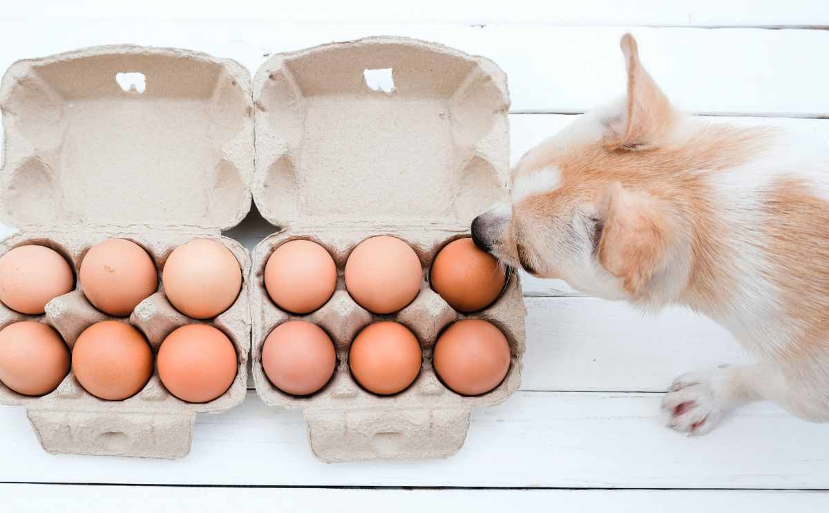 Brown dog sniffing a carton of eggs