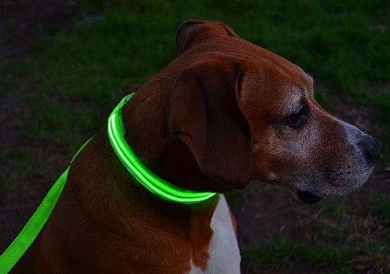 Dog walking with glow up collar on.