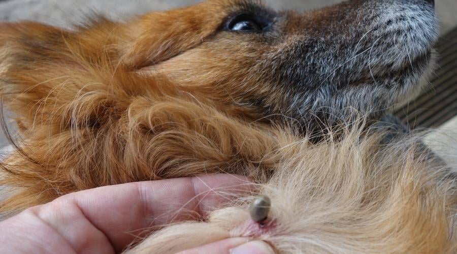 Close up of tick on dog's white fur