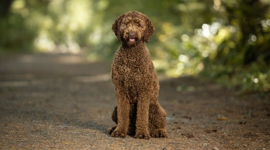Brown Fluffy Dog on a Path