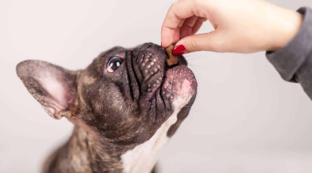 Brown french bulldog eating a treat from owner's hand