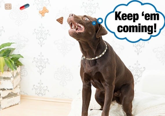 Brown labrador catching dog treats in his mouth unaware that one of them is hiding a pill.