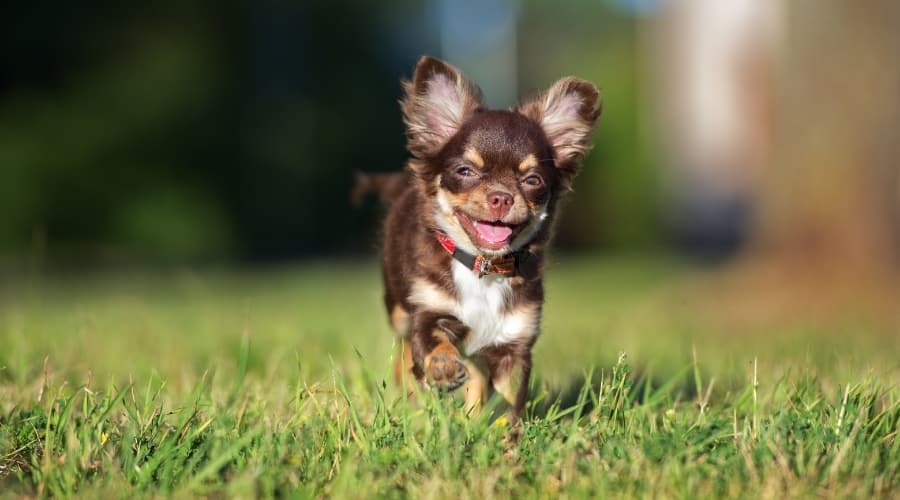 Brown puppy running