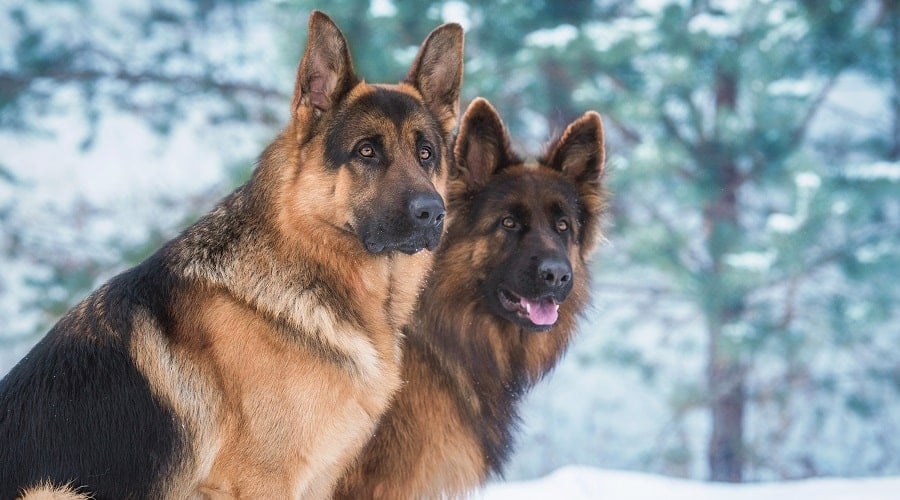 Brushes for Long and Short Hair German Shepherds