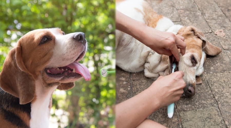 Brushing Dogs' Teeth
