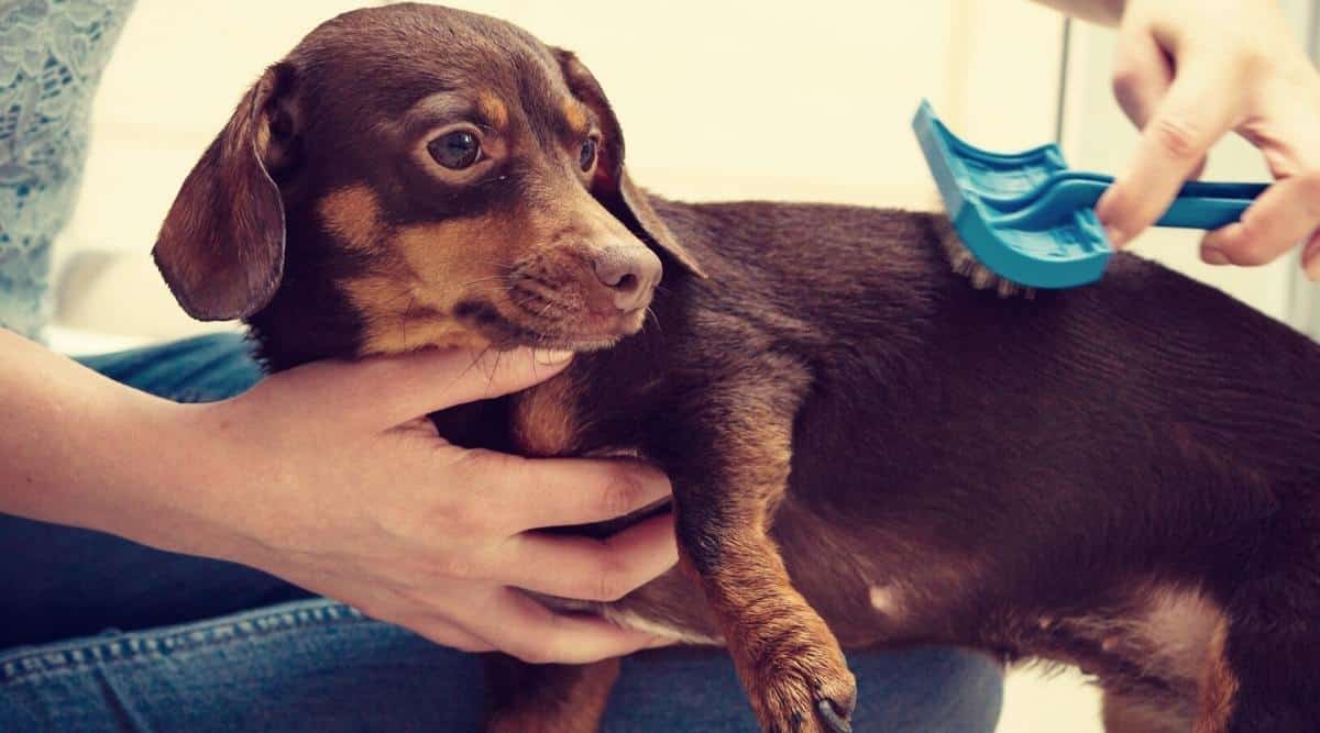 A brown Doxie being groomed with a brush to reduce Dachshund shed.