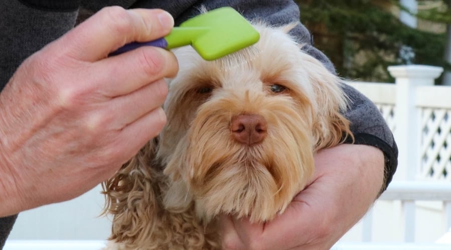 Brushing a Labradoodle
