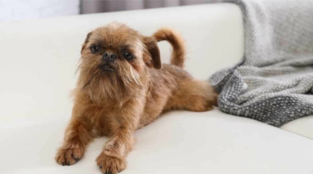 Brussels Griffon laying on sofa.
