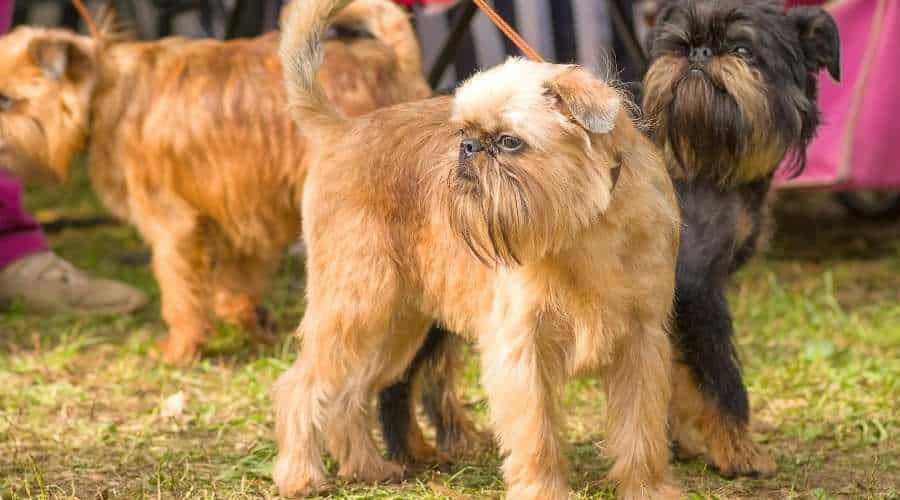 Brussels Griffons walking on l