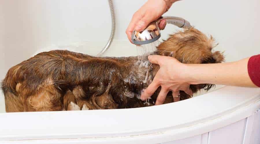 Brussels Griffon taking a bath