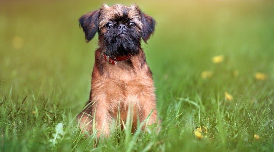 Brussels Griffon Low Shed Coat