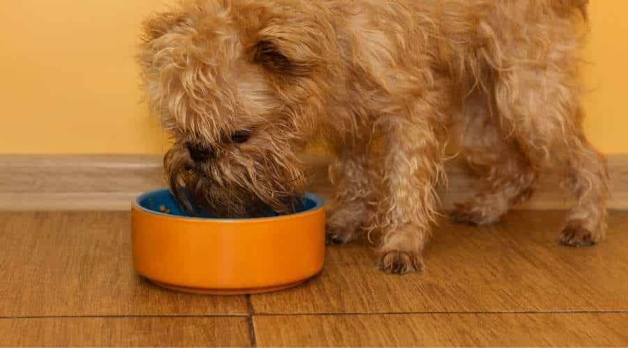Brussels Griffon eating